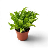 Medium Asplenium nidus 'Crispy Wave' with crinkled light green fronds