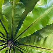 Blätter von Asplenium nidus in Nahaufnahme.