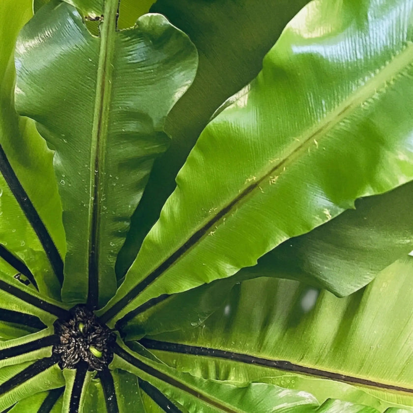Close-up of Asplenium nidus leaves.