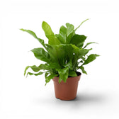 Asplenium nidus im Kulturtopf.