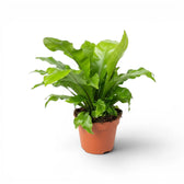 Asplenium nidus im Kulturtopf.
