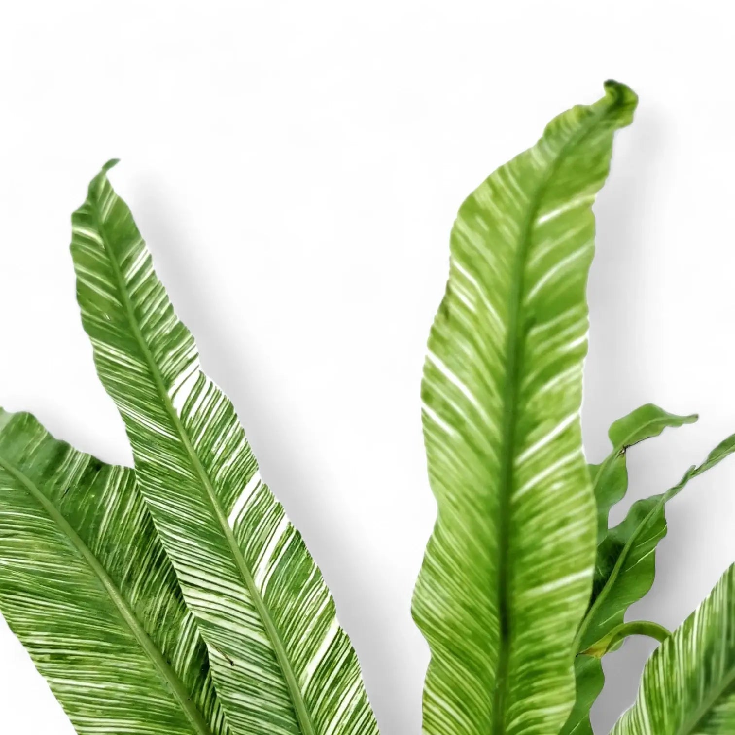 Asplenium nidus variegata – Blattdetail vor weißem Hintergrund..