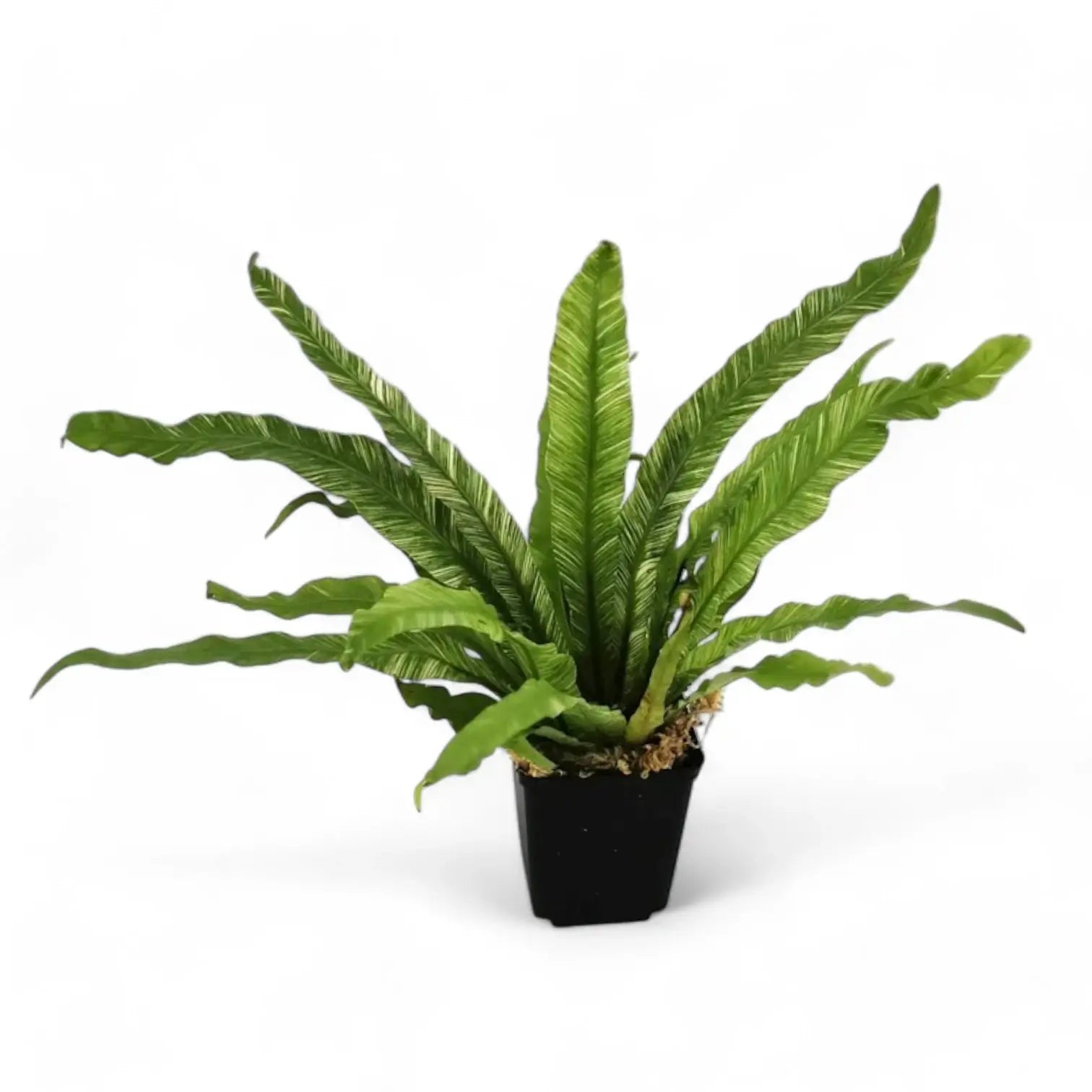 Asplenium nidus variegata Zimmerpflanze im Anzuchttopf vor weißem Hintergrund, Produktfoto 3.