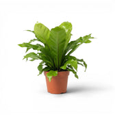 Asplenium nidus im Kulturtopf.
