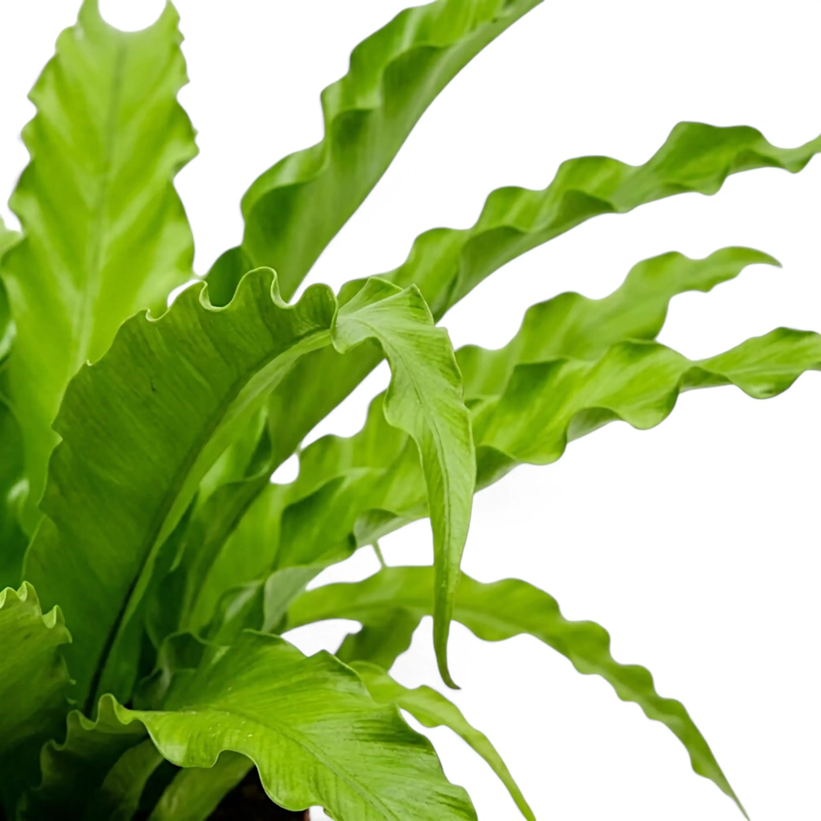 Nahaufnahme überlappender Wedel von Asplenium ‘Osaka’ mit gekräuselten Rändern