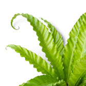 Nahaufnahme leuchtend grüner Wedel von Asplenium ‘Osaka’ mit stark gewellten Rändern