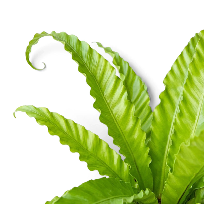 Close-up of bright green Asplenium 'Osaka' fronds with deeply wavy edges