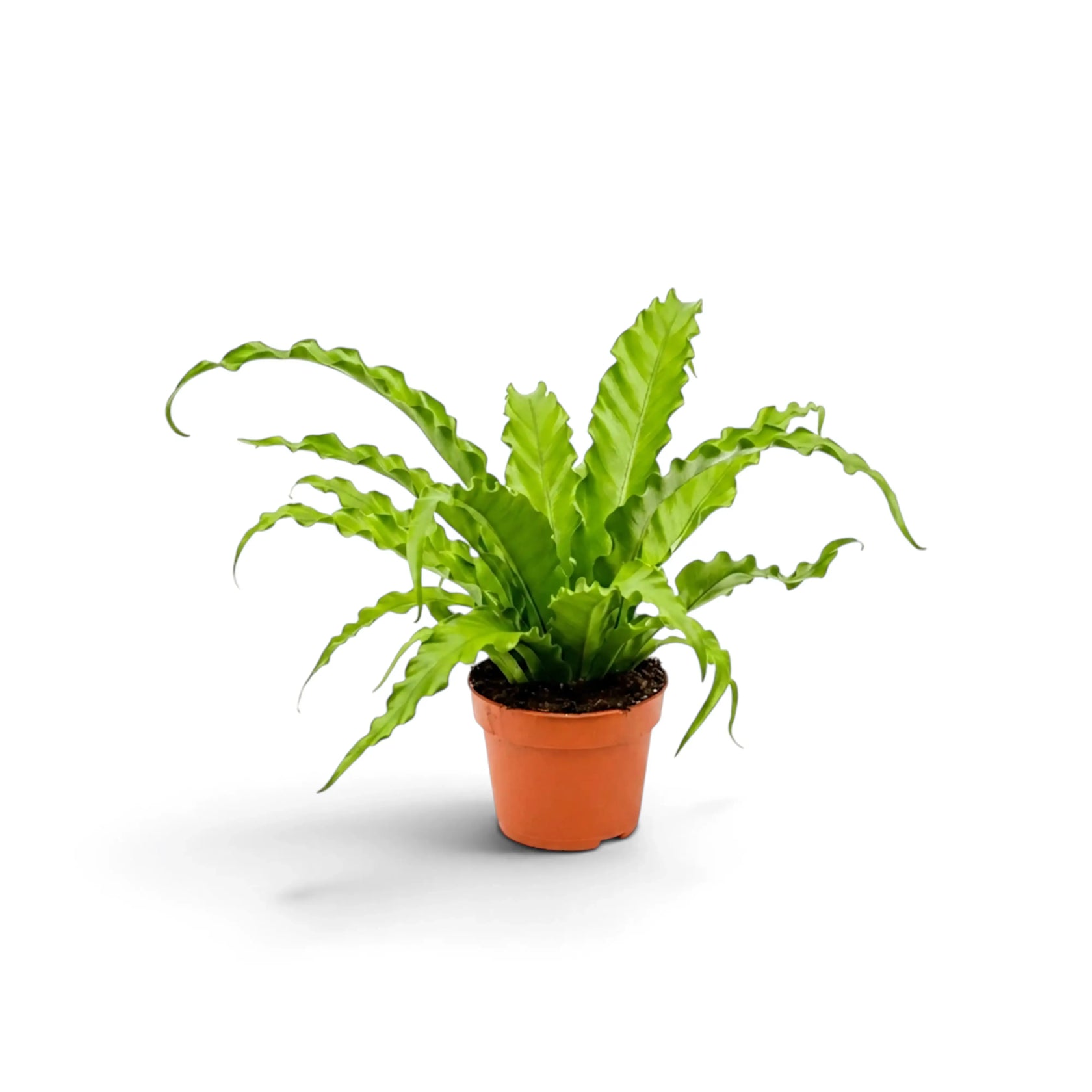 Asplenium ‘Osaka’ als gleichmäßige Rosette aus gekräuselten Wedeln, von vorn