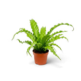 Kompaktes Asplenium ‘Osaka’ mit aufrechten gewellten Wedeln im Terrakottatopf
