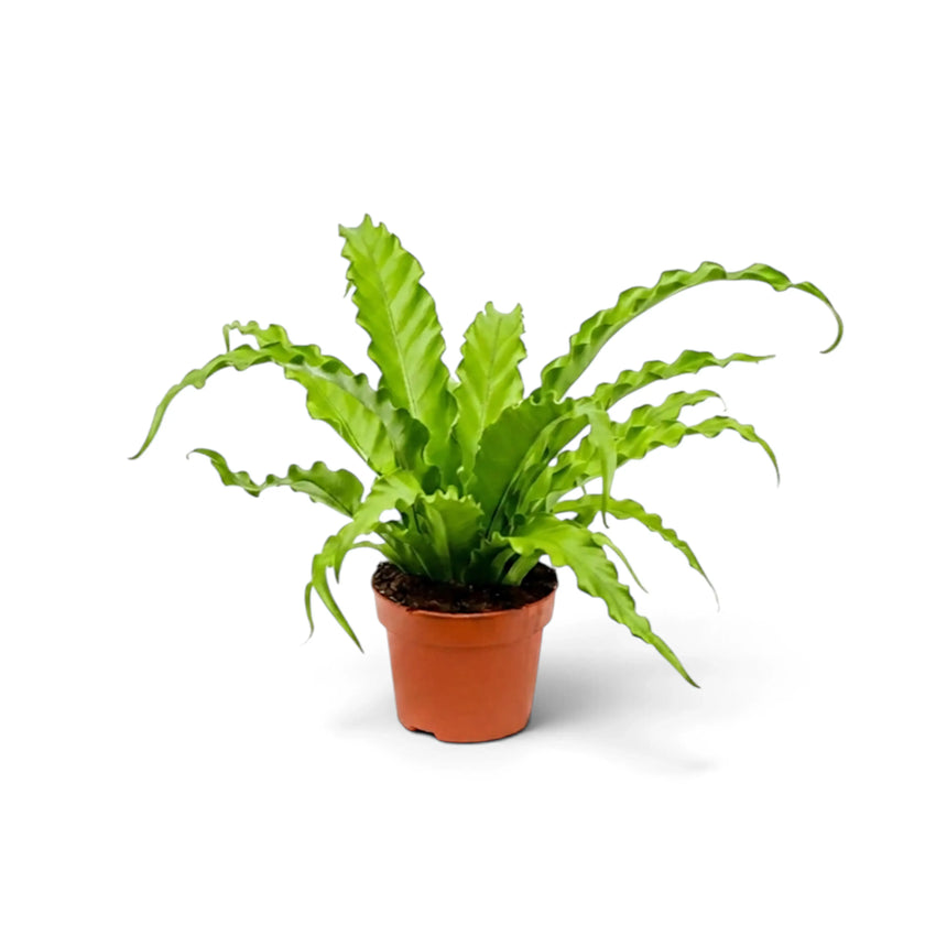 Compact Asplenium 'Osaka' with wavy upright fronds in a terracotta pot