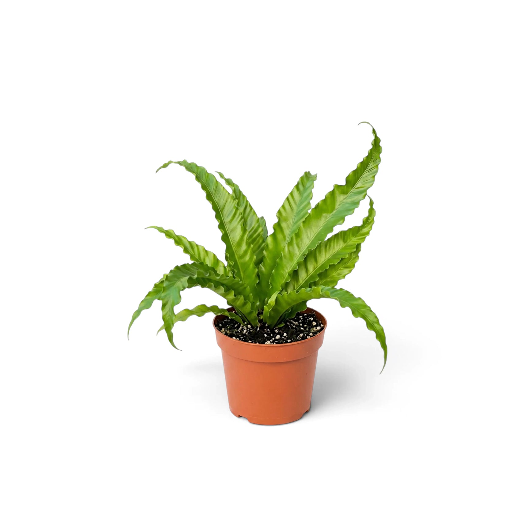 Junges Asplenium ‘Osaka’ mit aufrechten gekräuselten Wedeln im Terrakottatopf