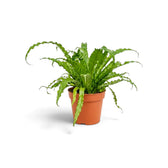 Asplenium ‘Osaka’ mit langen, gebogenen und gekräuselten Wedeln, von der Seite