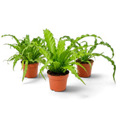 Drei Exemplare des Farns Asplenium ‘Osaka’ mit gewellten grünen Wedeln