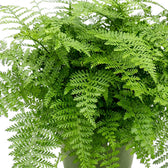 Asplenium ‘Parvati’ mit Wedeln, die über den Rand eines Kulturtopfs herabhängen