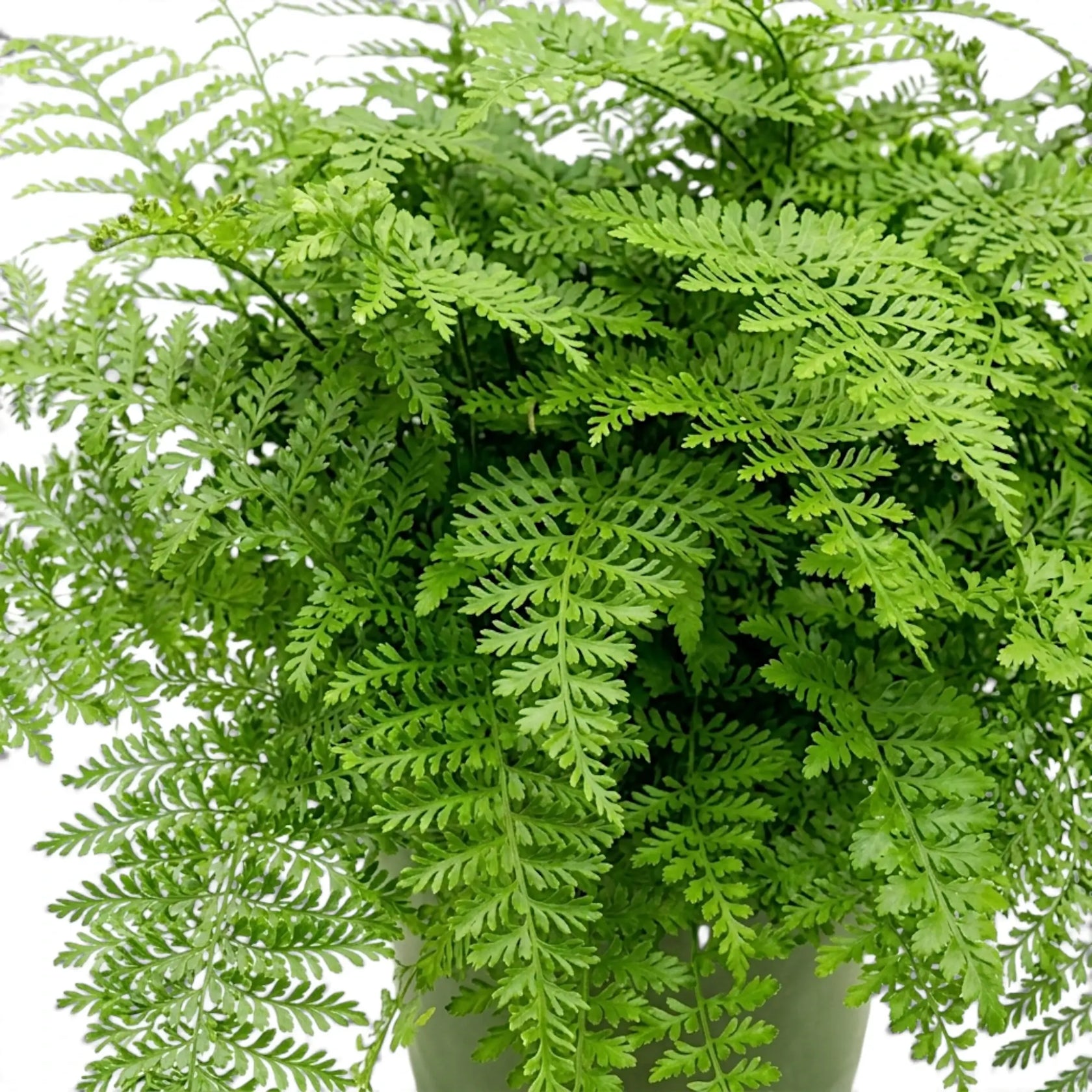 Asplenium ‘Parvati’ mit Wedeln, die über den Rand eines Kulturtopfs herabhängen