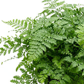 Dichtes Asplenium ‘Parvati’ mit fein gefiederten, bogig überhängenden grünen Wedeln