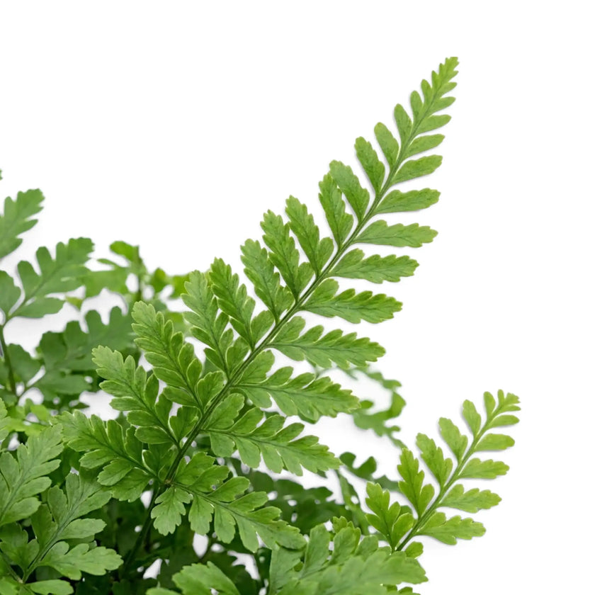 Nahaufnahme eines Wedels von Asplenium ‘Parvati’ mit abgerundeten, fein eingeschnittenen Fiederblättchen