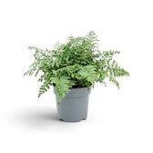 Asplenium ‘Parvati’ mit einem dichten Büschel fein gefiederter grüner Wedel