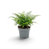 Asplenium ‘Parvati’ mit aufrechten federartigen Wedeln in einem grauen Kulturtopf