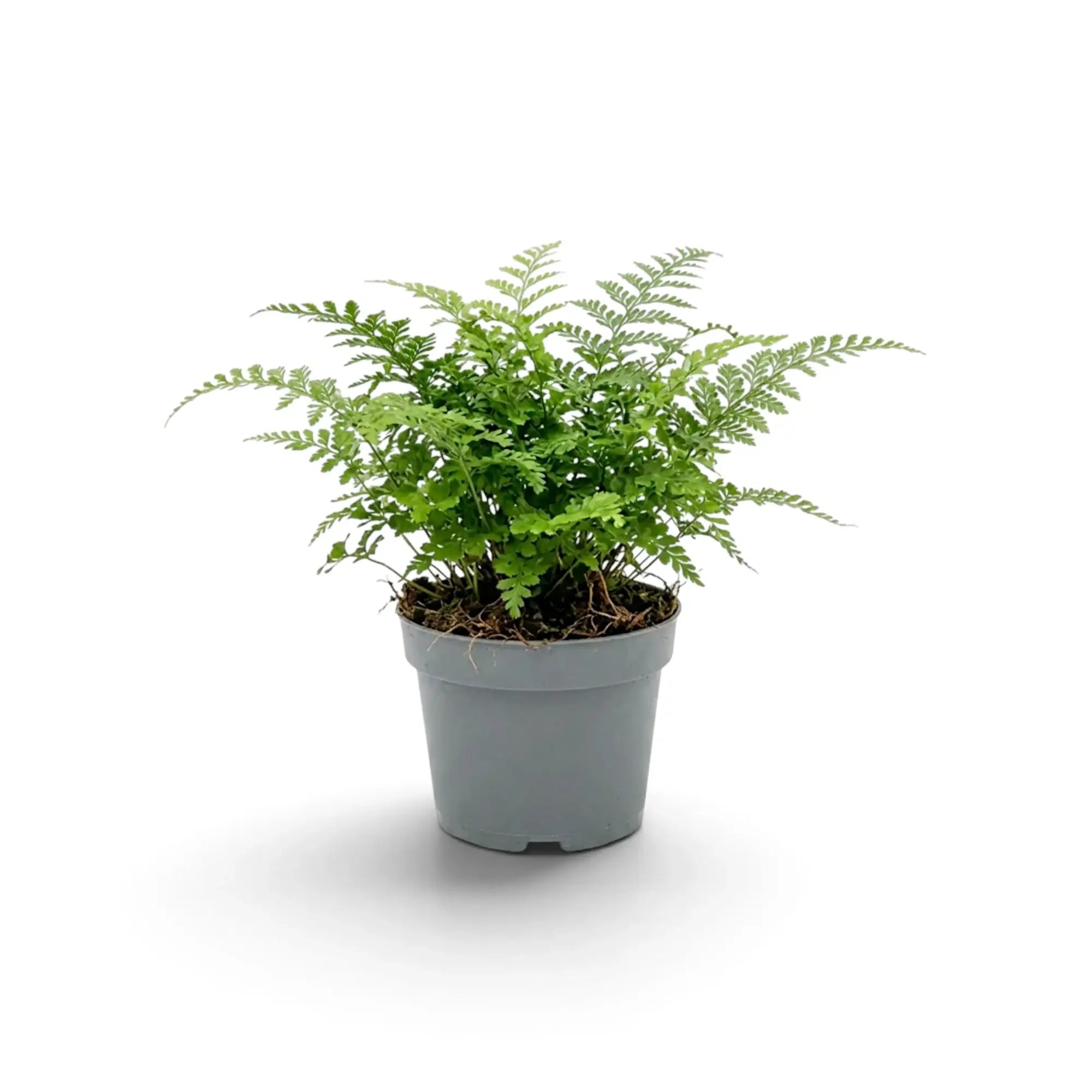 Asplenium ‘Parvati’ mit aufrechten federartigen Wedeln in einem grauen Kulturtopf