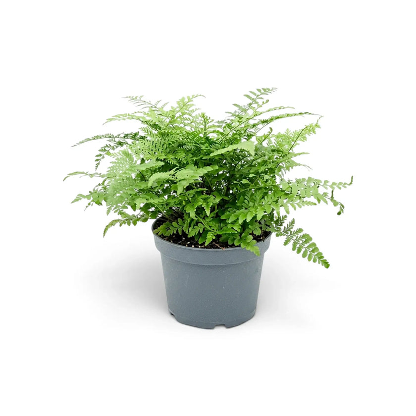Asplenium ‘Parvati’ mit hellgrünen Wedeln, die sich aus einer dichten Mitte ausbreiten
