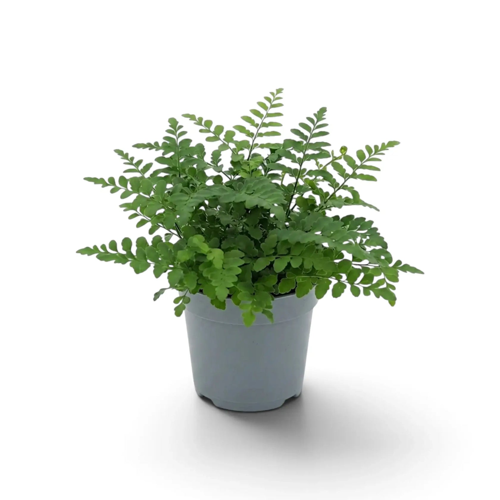 Kompaktes Asplenium ‘Parvati’ mit abgerundeten Fiederblättchen und dichtem, gleichmäßigem Wuchs