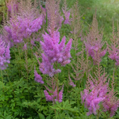 Astilbe chinensis 'Pumila' – Nahaufnahme.