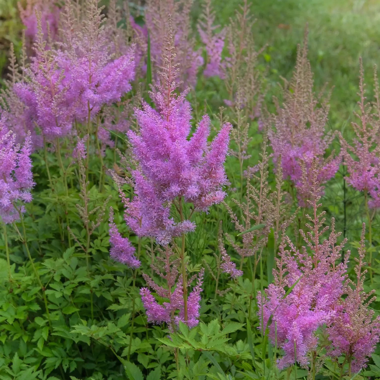 Astilbe chinensis 'Pumila' – Nahaufnahme.