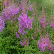 Astilbe chinensis 'Pumila' – Nahaufnahme.