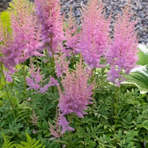 Astilbe chinensis 'Pumila' – Nahaufnahme.