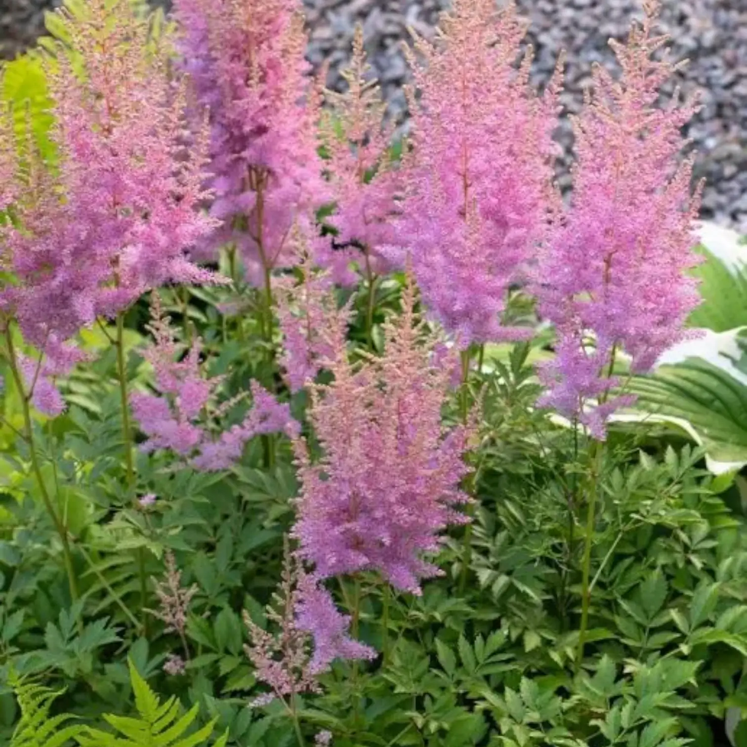 Astilbe chinensis 'Pumila' – Nahaufnahme.