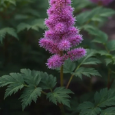 Astilbe chinensis 'Pumila' – Detailaufnahme der Pflanze.