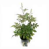 Astilbe × arendsii 'Astary White' – Detailaufnahme.