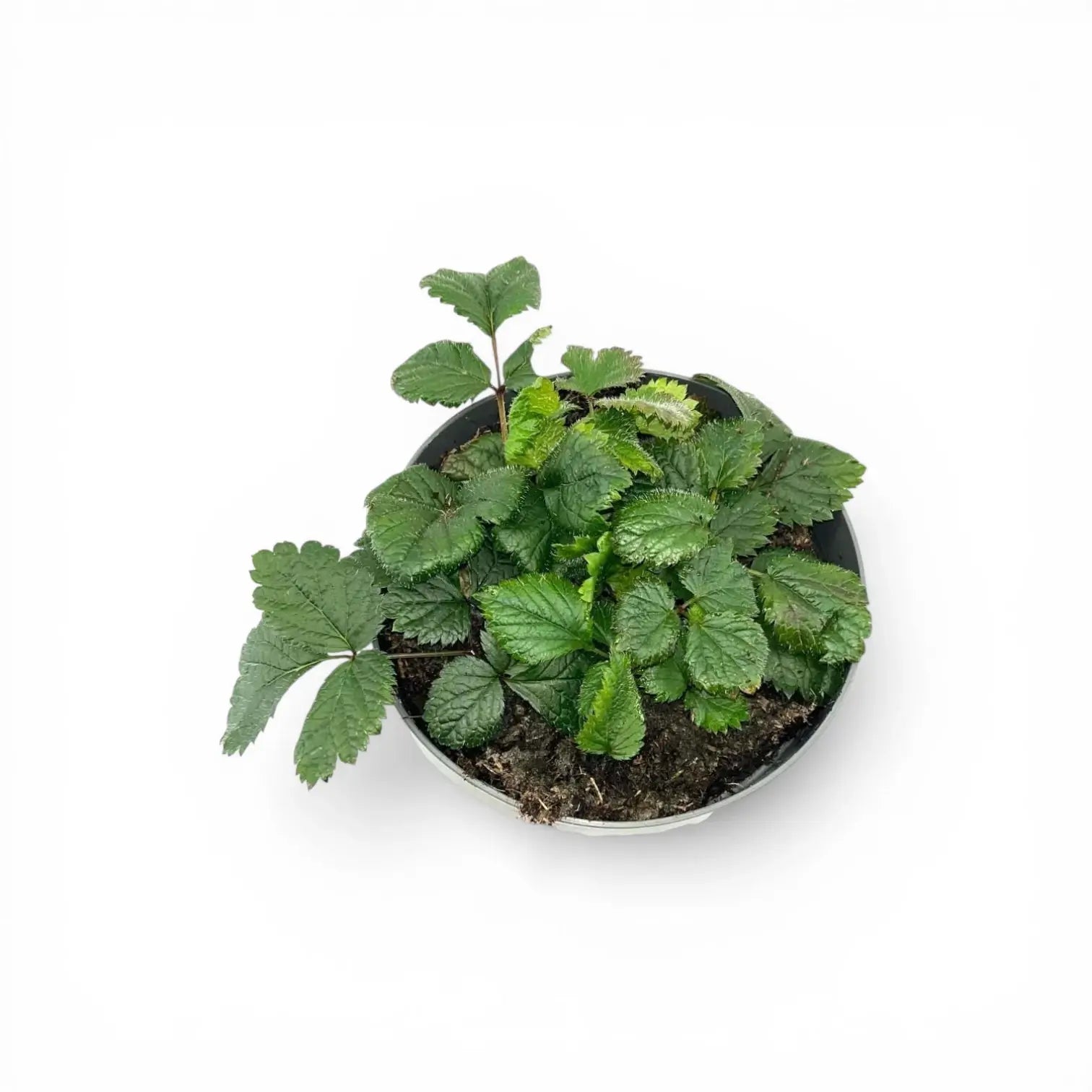 Astilbe × arendsii 'Astary White' – Nahaufnahme.