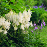Astilbe × arendsii 'Astary White' – Nahaufnahme.