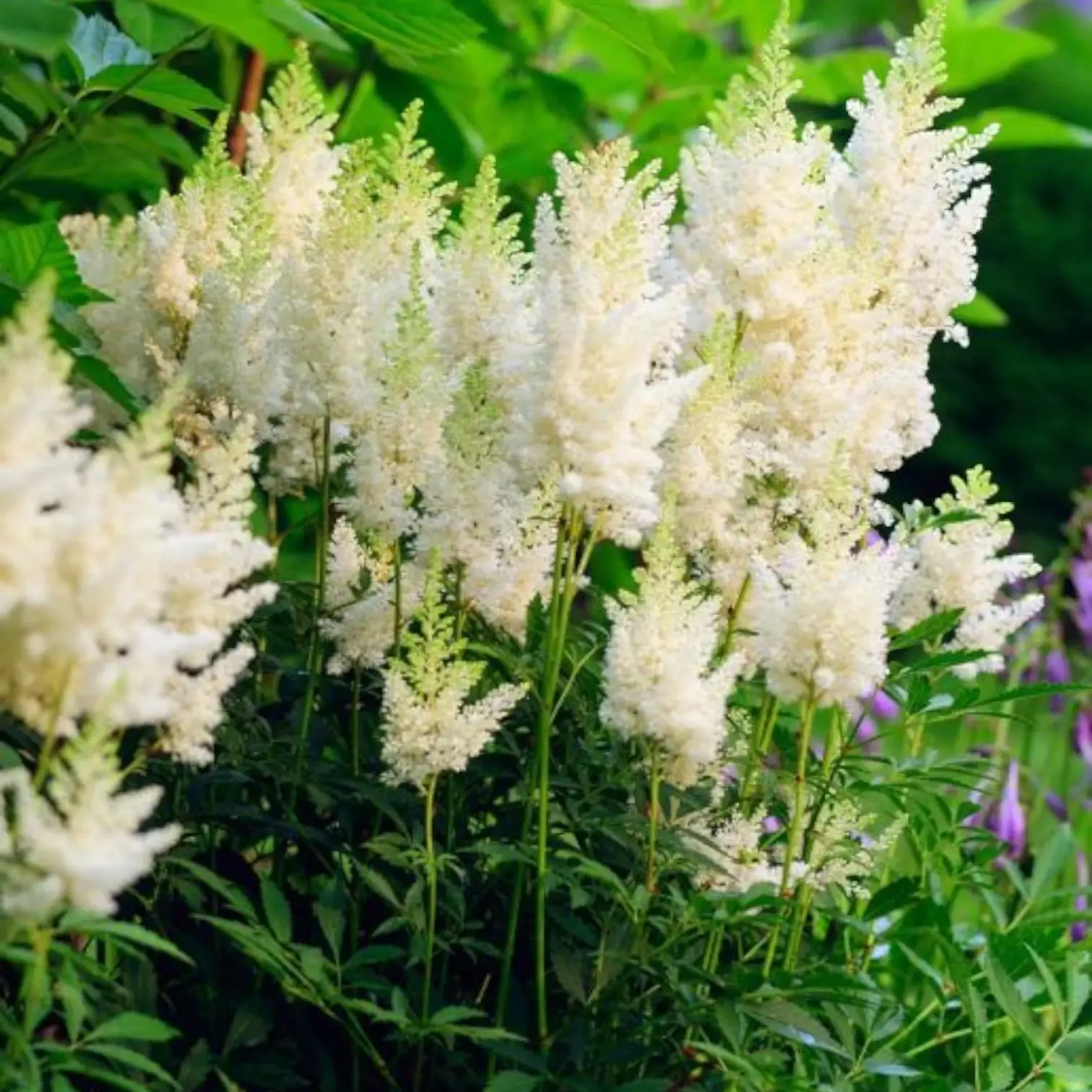 Astilbe × arendsii 'Astary White' – Detailaufnahme.