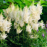Astilbe × arendsii 'Astary White' – Detailaufnahme.