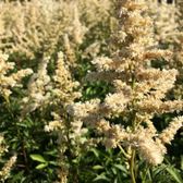 Astilbe × arendsii 'Astary White' – Detailaufnahme.