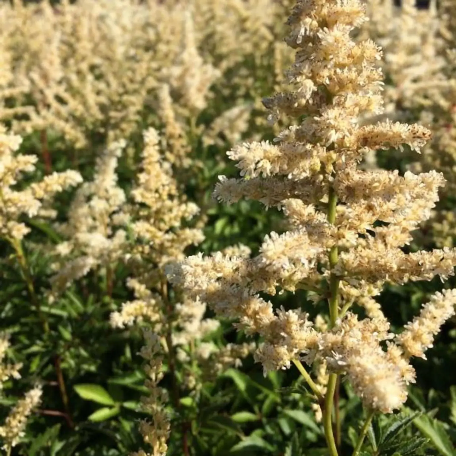 Astilbe × arendsii 'Astary White' – Detailaufnahme.