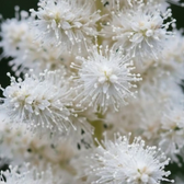Astilbe × arendsii 'Astary White' – Detailaufnahme.