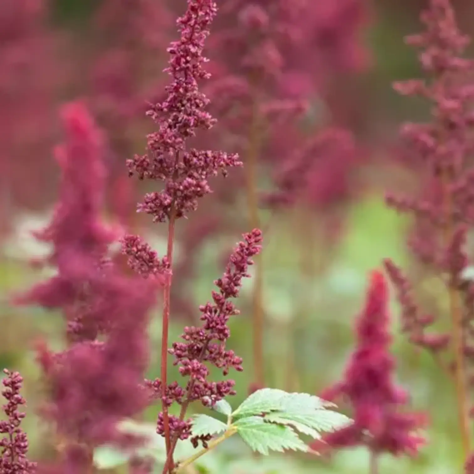 Astilbe × arendsii 'Fanal' – Detailaufnahme.