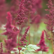 Astilbe × arendsii 'Fanal' – Detailaufnahme.