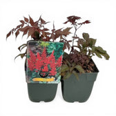 Astilbe × arendsii 'Fanal' – Detailaufnahme der Pflanze.