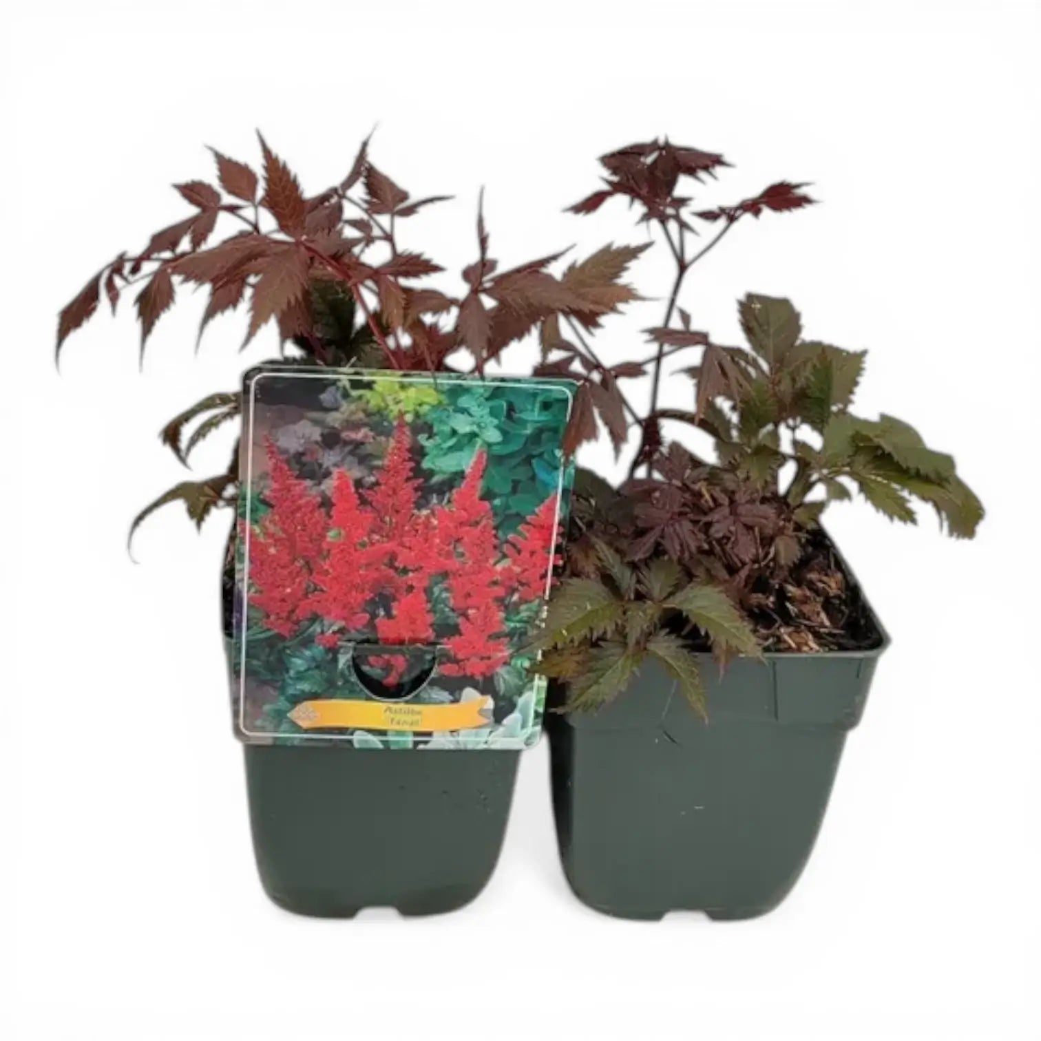 Astilbe × arendsii 'Fanal' – Detailaufnahme der Pflanze.