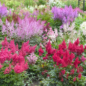Astilbe × arendsii 'Fanal' – Detailaufnahme der Pflanze.