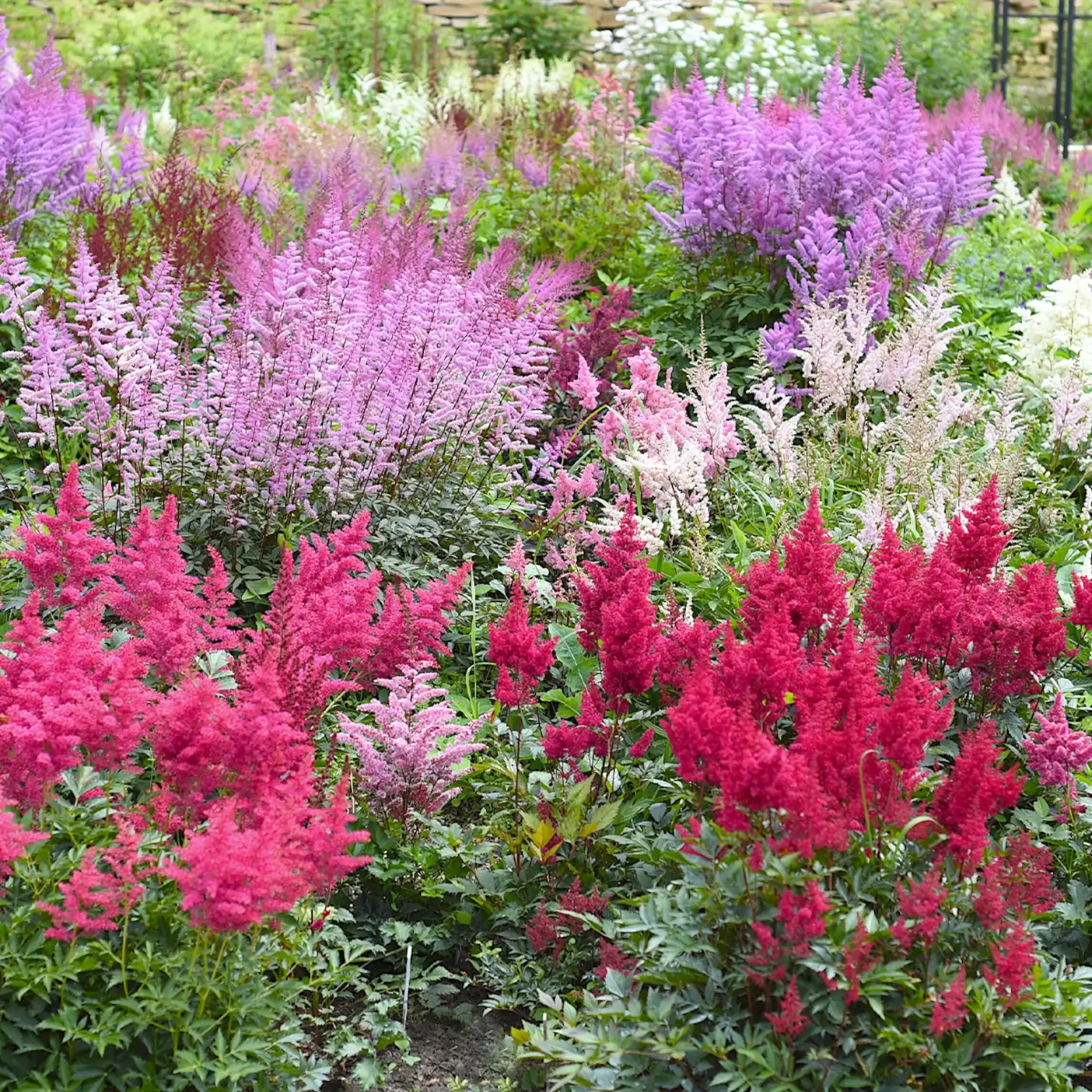 Astilbe × arendsii 'Fanal' – Detailaufnahme der Pflanze.