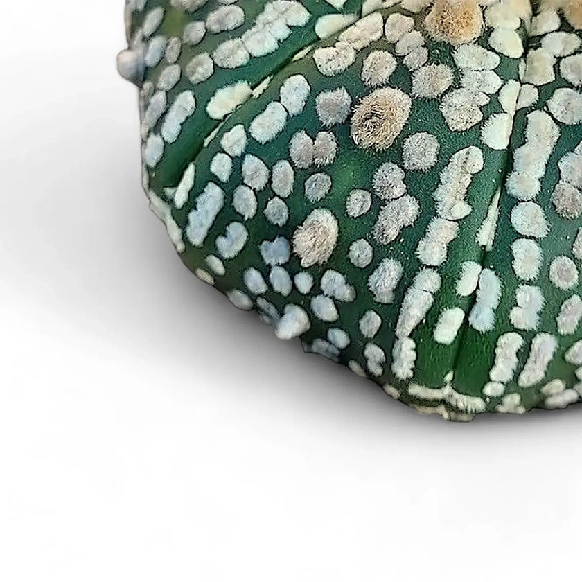Astrophytum asterias cv. 'Superkabuto' leaf detail on white background.