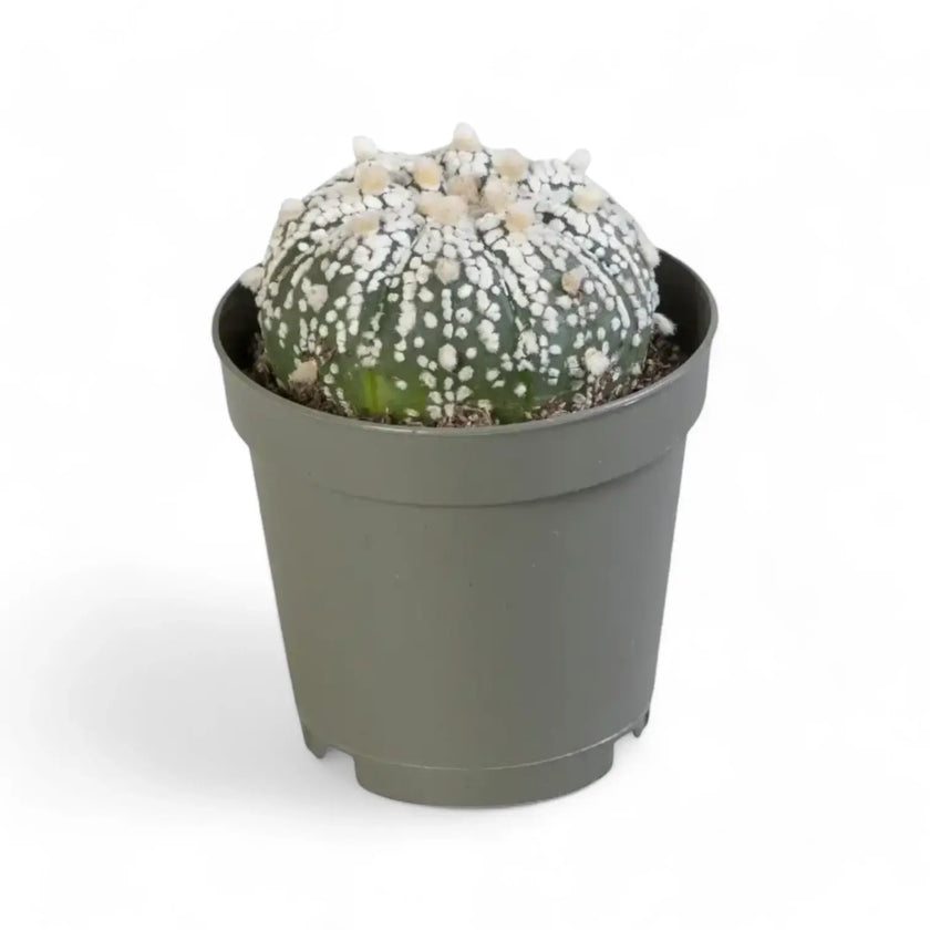 Astrophytum asterias cv. 'Superkabuto' potted plant in nursery pot on white background.