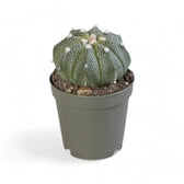 Astrophytum 'COKabuto' (Astrophytum hybrid SK-CO) Zimmerpflanze im Anzuchttopf vor weißem Hintergrund, Produktfoto 2.