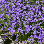 Aubrieta 'Hamburger Stadtpark' – Nahaufnahme.